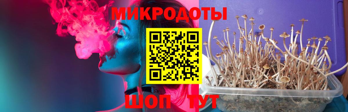 Ейск  Галлюциногенные грибы Psilocybine cubensis  Вход с VPN 